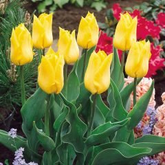 Yellow Yokohama Sarı Lale Soğanı (5 adet)