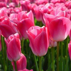 Özel Dynasty Şeker Pembesi Lale Soğanı (5 adet)