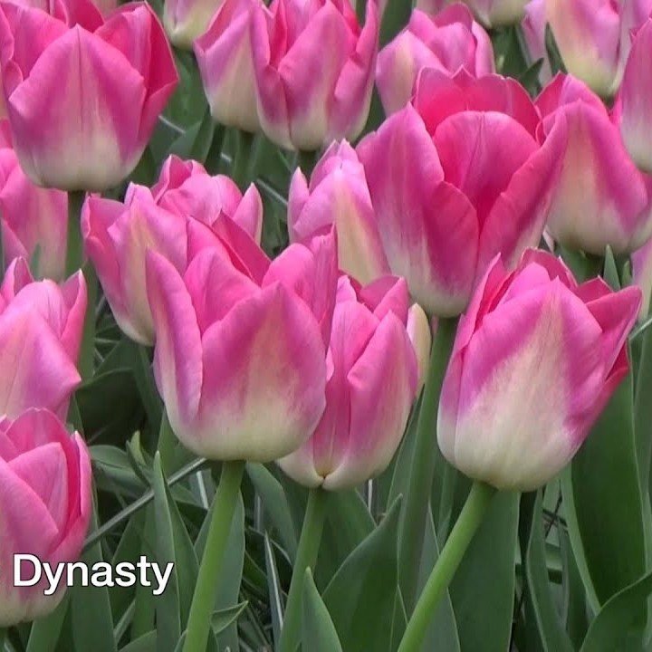 Özel Dynasty Şeker Pembesi Lale Soğanı (5 adet)