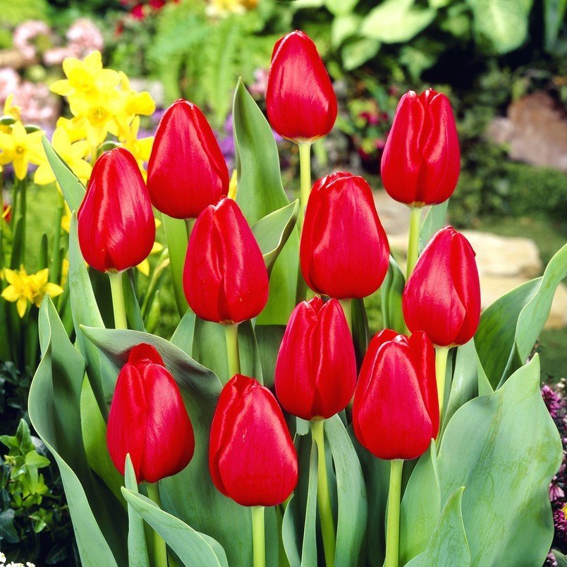 Hollandia Kırmızı Lale Soğanı (5 adet)