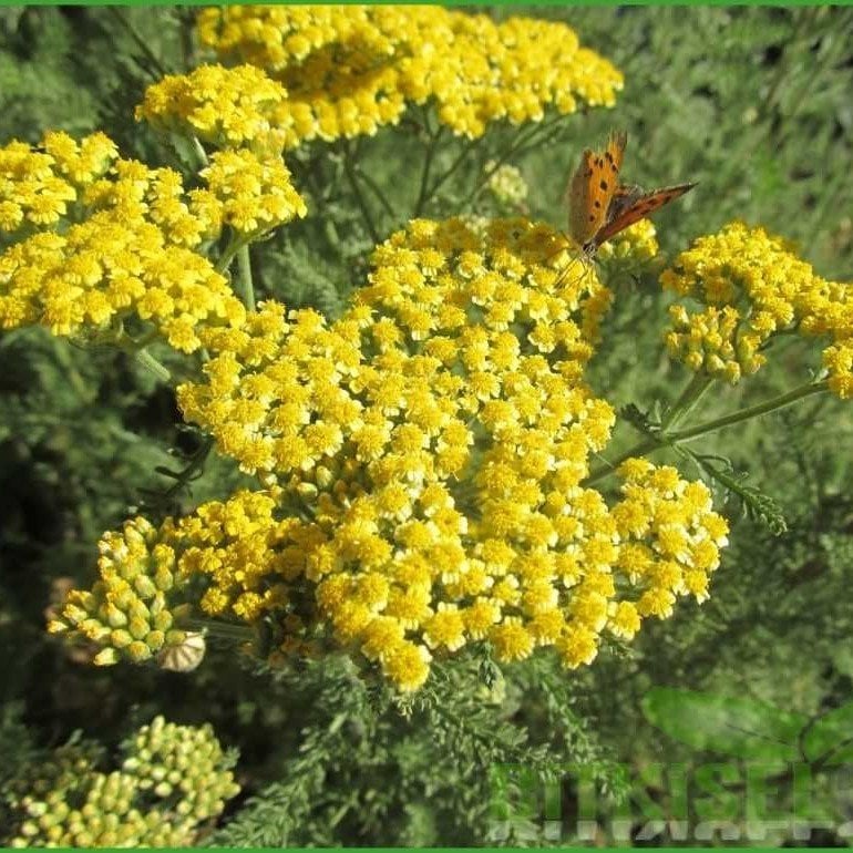 Yellow Çakşır Tohumu(200 Gr) (Çavşır Otu)