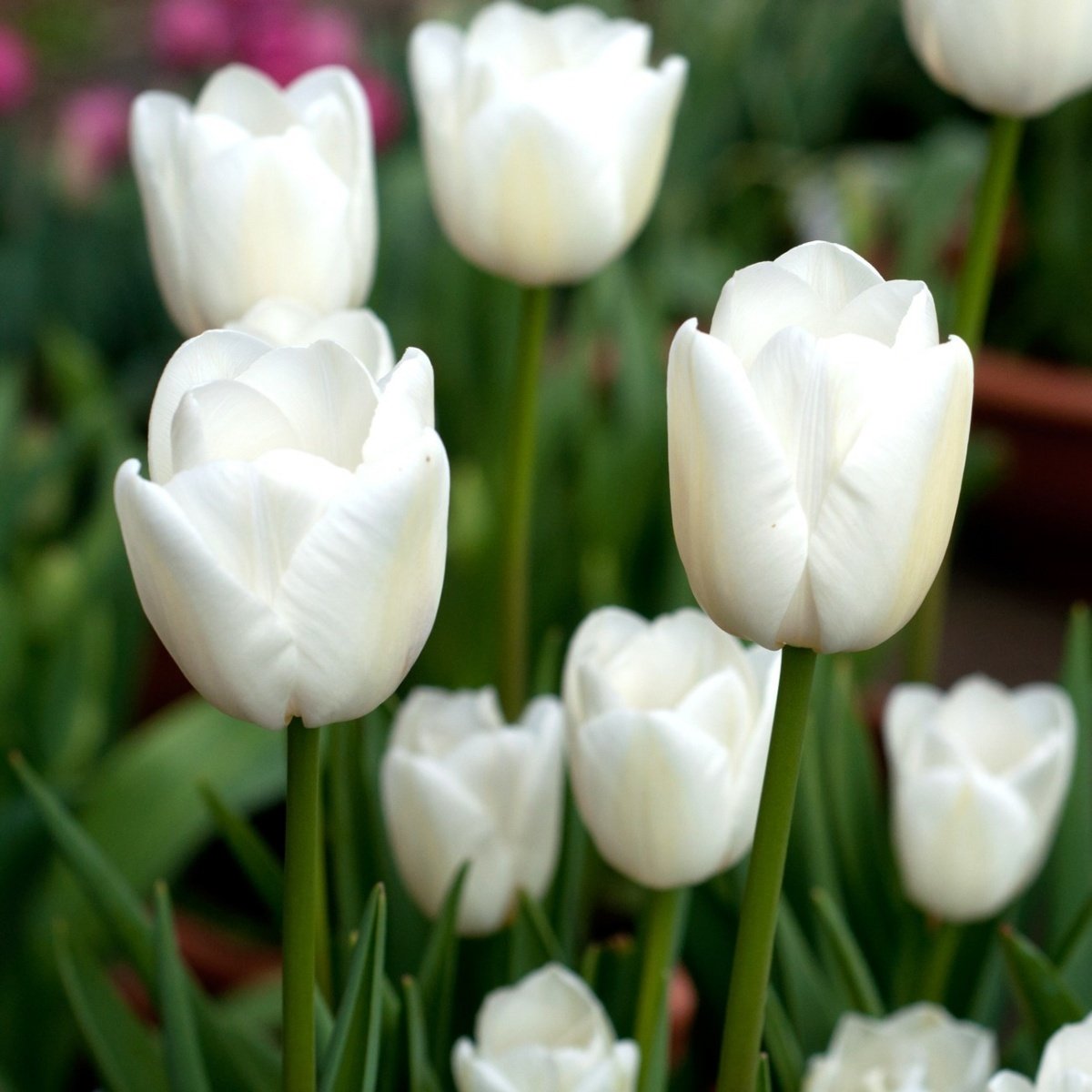 Özel White Marvel Beyaz Lale Soğanı ( 5 soğan)