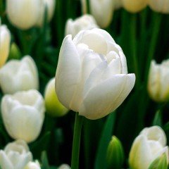 Özel White Marvel Beyaz Lale Soğanı ( 5 soğan)