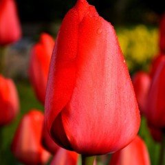 Red İmpression Lale Soğanı (5 adet)