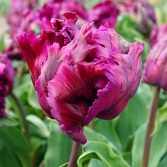 Özel Parrot Negritta Katmerli Lale Soğanı (5 adet)