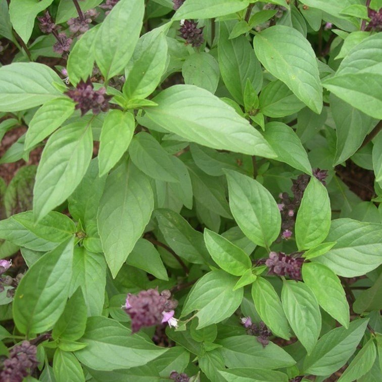 Aromatik Saksılık Tatlı Fesleğen Tohumu(100 tohum)