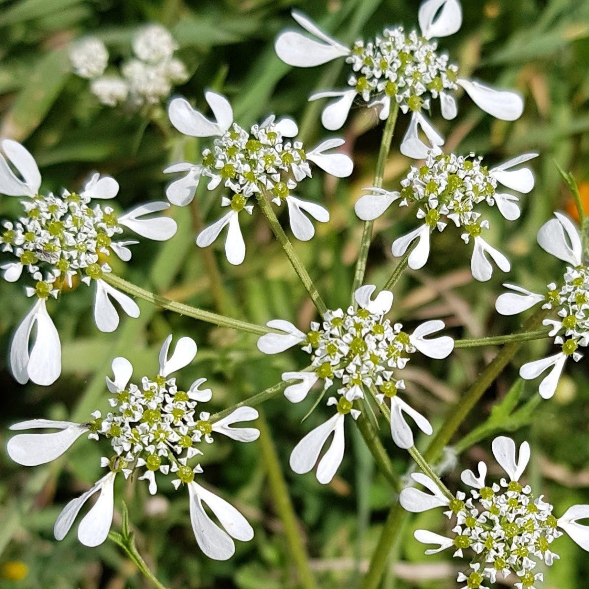 Geyik Otu Tohumu(100 tohum)