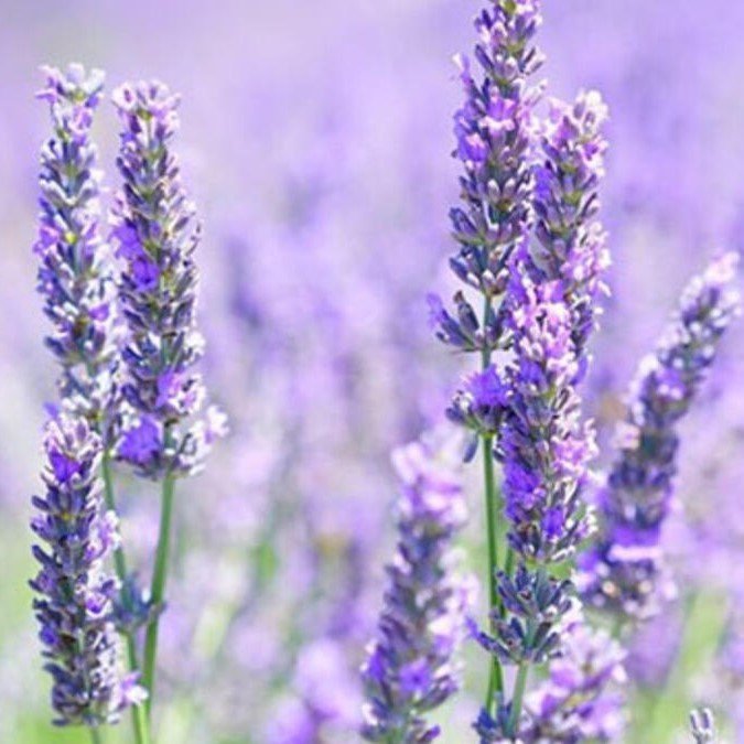 Lavandula Angustifolia Lavanta Çiçeği Tohumu(10 gram)(100 adet)