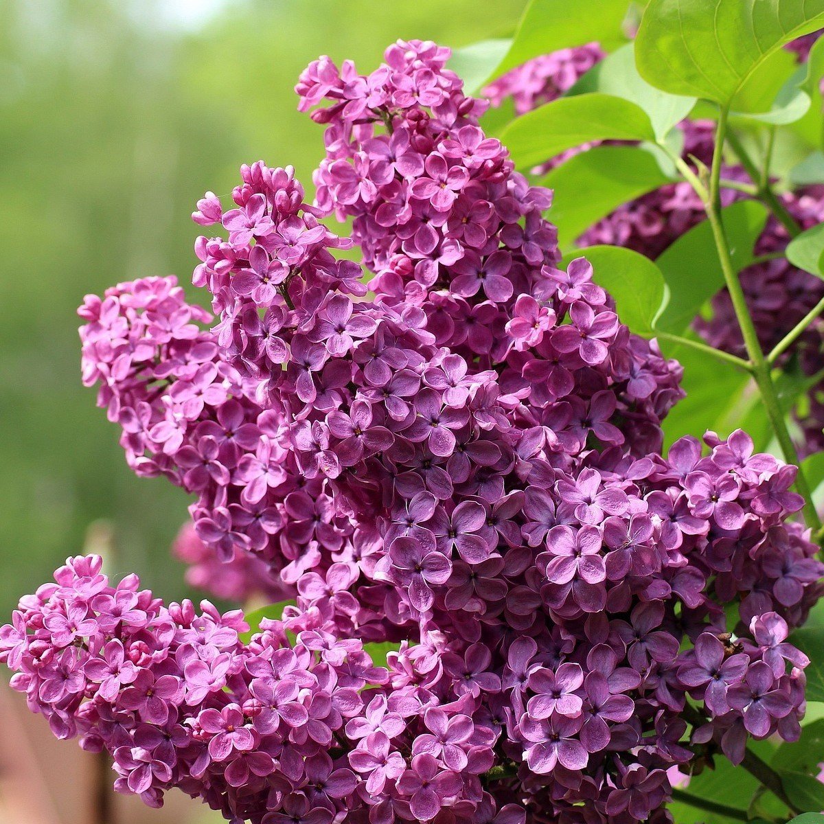 Tüplü Leylak Ağacı (Syringa Vulgaris) Fidanı (90-180 cm)