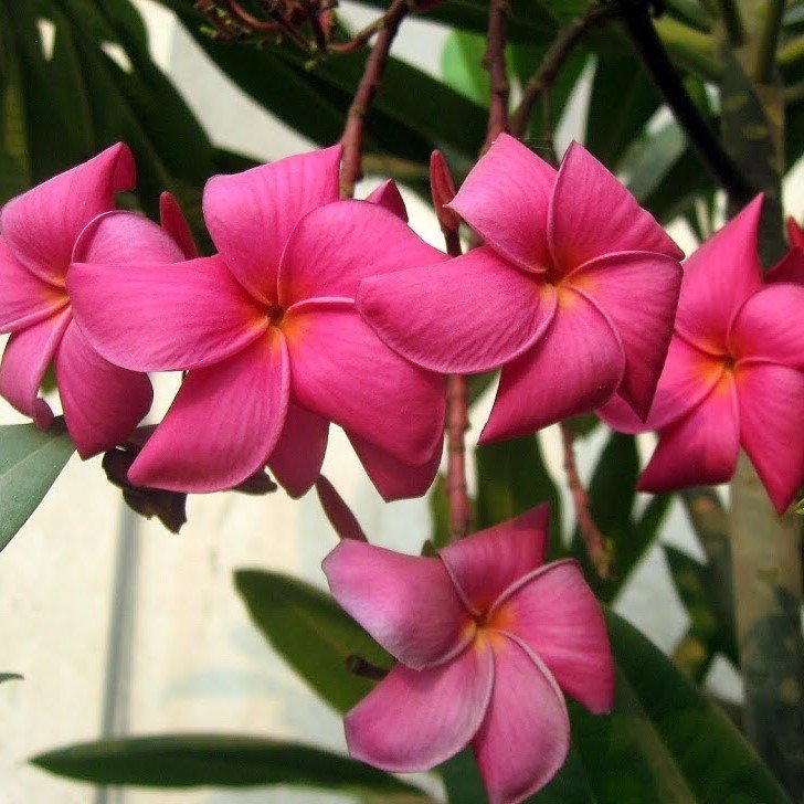 Tüplü Nadir Bulunan Pembe Plumeria Amerikan Fulu Fidanı (30-60 cm)