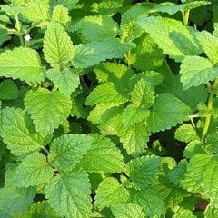 Melissa Oğul Otu Tohumu (200 tohum)