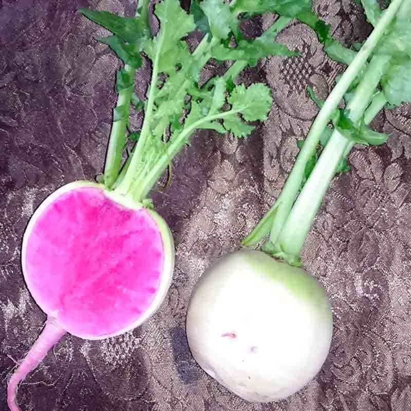 Yöresel İçi Kırmızı Dışı Beyaz Sulu Watermelon Turp Fidesi (5 adet)