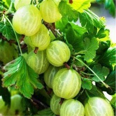 Tüplü Sarı Bektaşi Üzümü Fidanı-(5-15 cm)