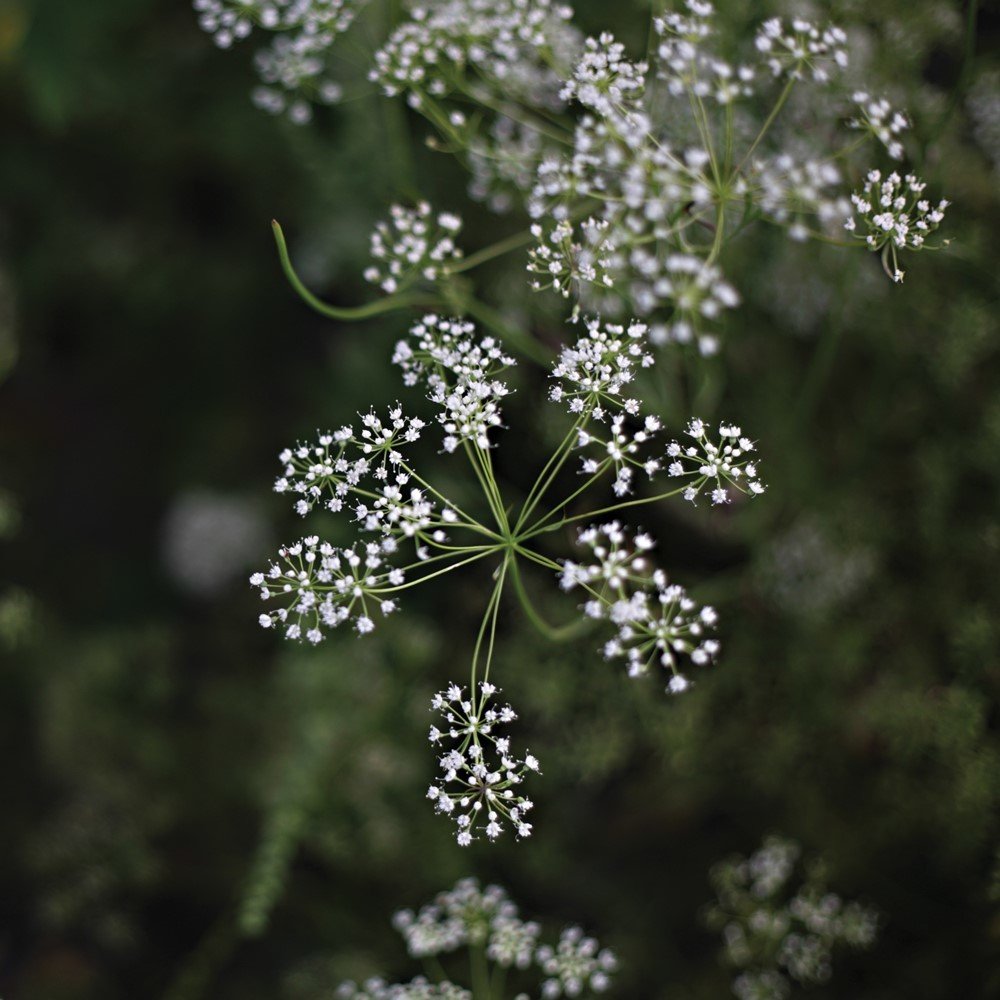 Doğal Anason Tohumu (200 tohum)