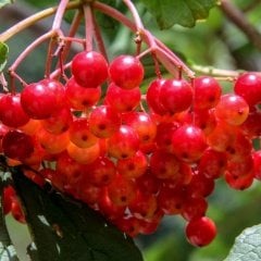 Tüplü Şifalı Aromatik Girebolu Girabolu Gilaboru Fidanı
