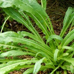 Naturel Mibuna Tohumu(50 tohum)