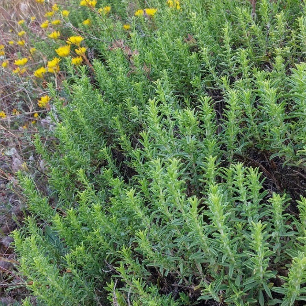 Zahter Kekiği Tohumu (200 tohum)