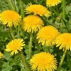 Geleneksel Şifalı Karahindiba Tohumu (250 tohum)