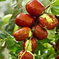 Tüplü İri Meyveli Hünnap Fidanı