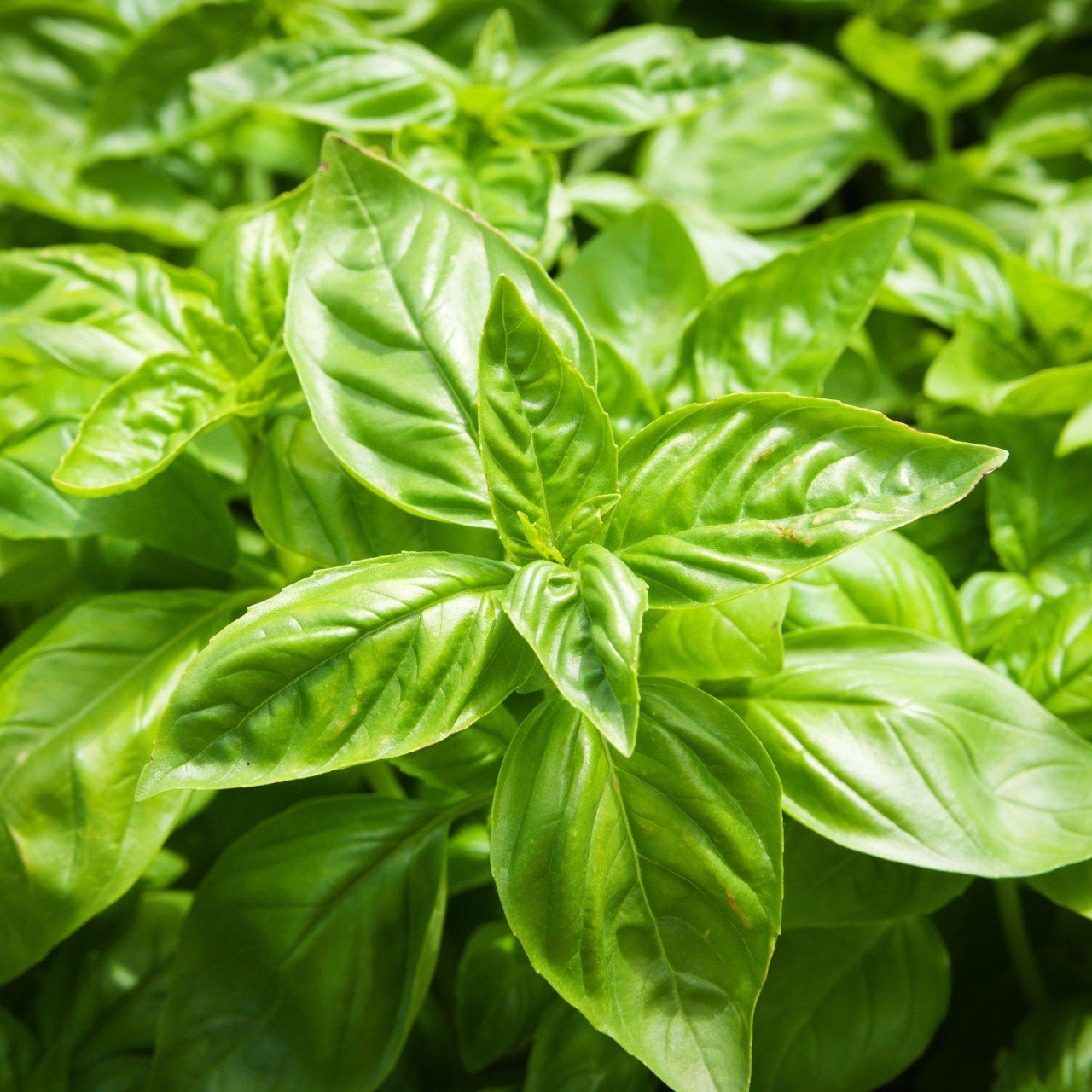 Geniş Marul Yapraklı Fesleğen Tohumu (250 tohum)