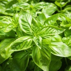 Geniş Marul Yapraklı Fesleğen Tohumu (250 tohum)