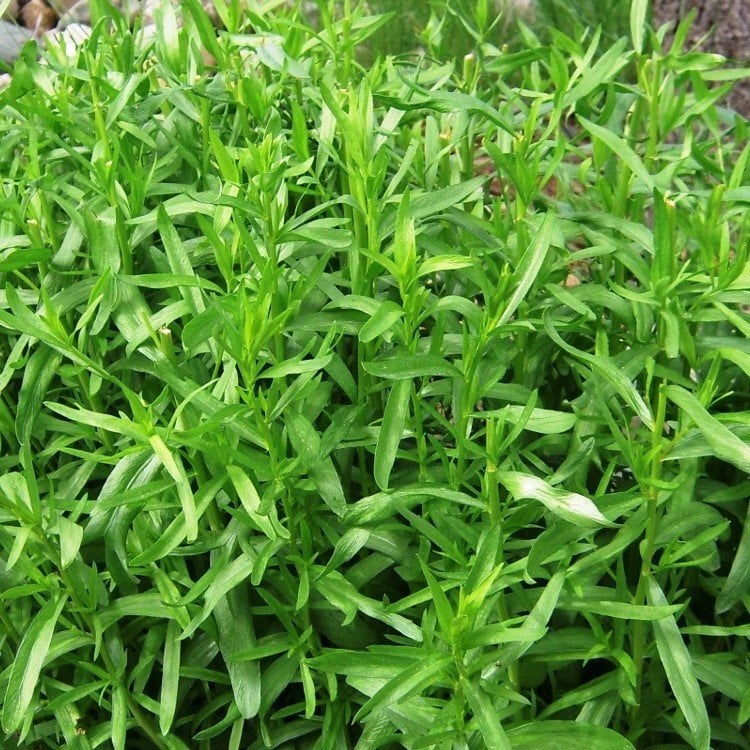 Tarhun(Artemisia dracunculus) Otu Tohumu(50 tohum)