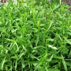 Tarhun(Artemisia dracunculus) Otu Tohumu(50 tohum)