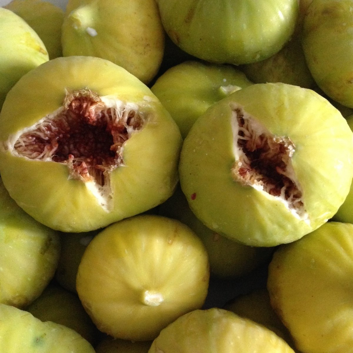 Tüplü Akdeniz Sinap İncir Fidanı