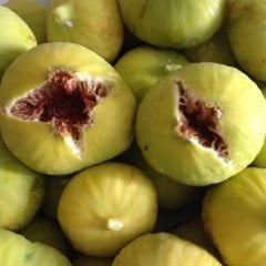 Tüplü Akdeniz Sinap İncir Fidanı