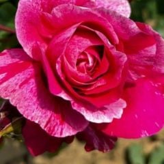 Tüplü Nadir Fleurette Sarmaşık  Kordes Yediveren Sarmaşık Gül Fidanı