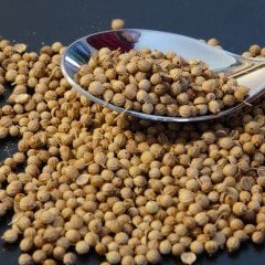 Kişniş Tohumu (Aşotu) 50 tohum