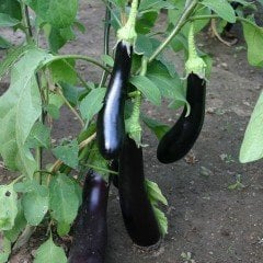 a117 Patlıcan Fidesi 5 adet