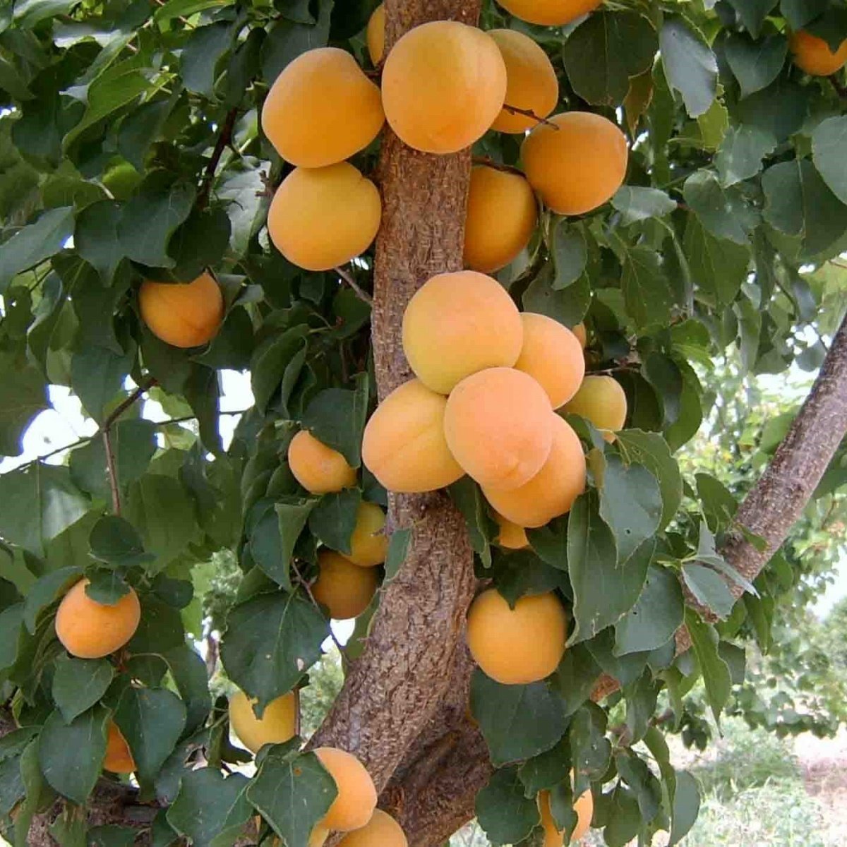 Tüplü Aşılı Erkenci Ninfa Kayısı Fidanı