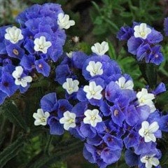 Limonium Sinuatum Lilac Lavender Deniz Lavantası Tohumu(30 tohum)