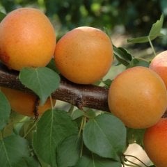 Tüplü Aşılı Erkenci Tropikal Kayısı Fidanı