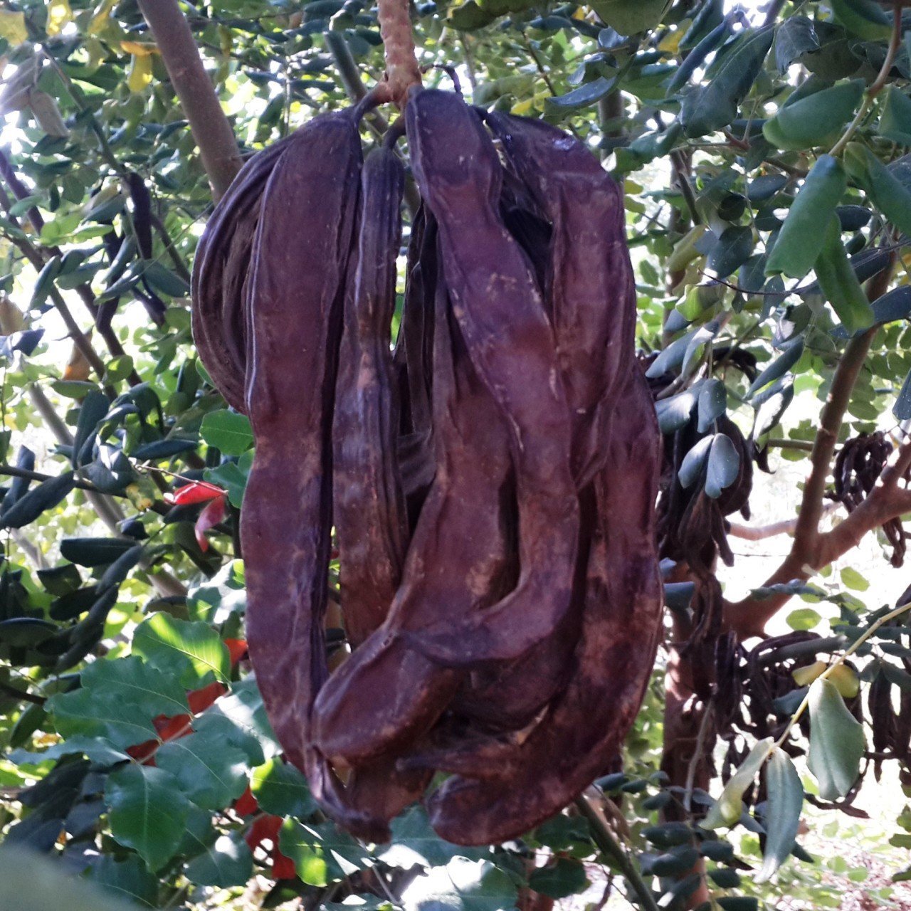 Tüplü Keçi Boynuzu (Harnup) Fidanı