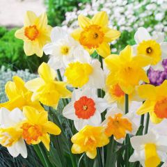 Karışık Renkli Nergis Soğanı (5 adet)