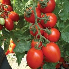 Etli Salçalık Közlemelik Kahvaltılık Domates Fidesi (5 adet)