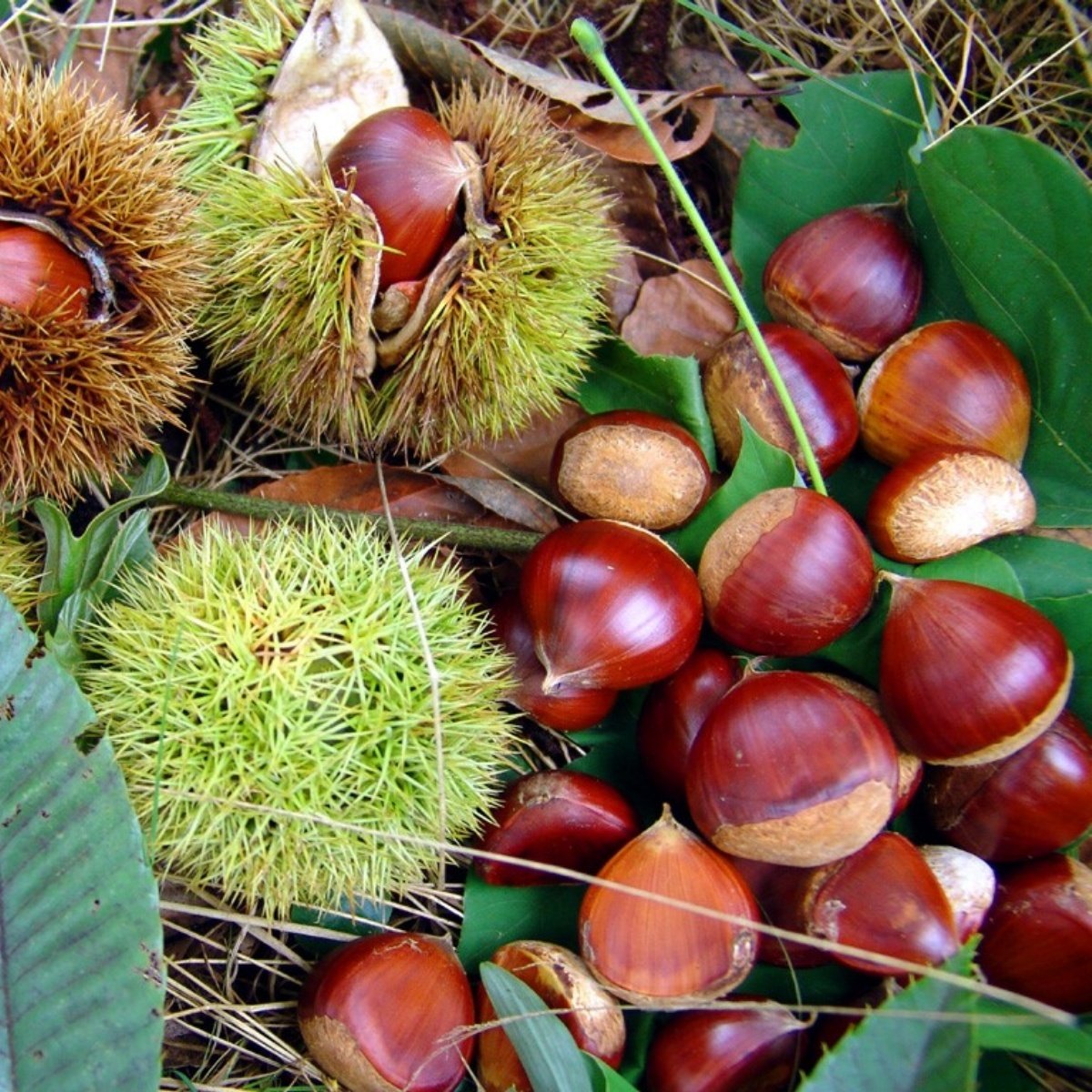 Tüplü Aşılı Sarı Aşılama Kestane Fidanı