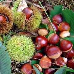 Tüplü Aşılı Sarı Aşılama Kestane Fidanı