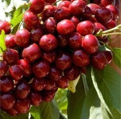 Tüplü Aşılı Yüksek Verimli Lapins Kiraz Fidanı
