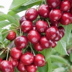 Tüplü Aşılı Yüksek Verimli Sweet Heart Kiraz Fidanı