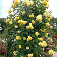 Tüplü Yediveren Golden Gate Sarı Kokulu Sarmaşık Gül Fidanı (120-160 cm)