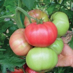Pink Star F1 Domates Fidesi (5 adet)