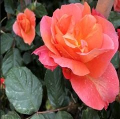 Tüplü Nadir Kokulu Yediveren Yavruağzı Recife Sarmaşık Gül Fidanı (150-200 cm)