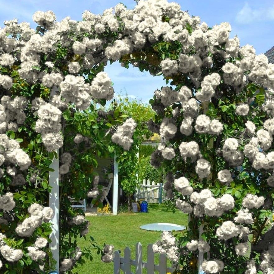 Tüplü Yediveren Kokulu White Quen Sarmaşık Gül Fidanı