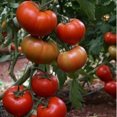5656 Oturak Köy Domatesi Fidesi (5 adet)