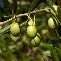 Akdeniz İncisi Orta Boy Sarı Ulak Zeytin (10 kg)