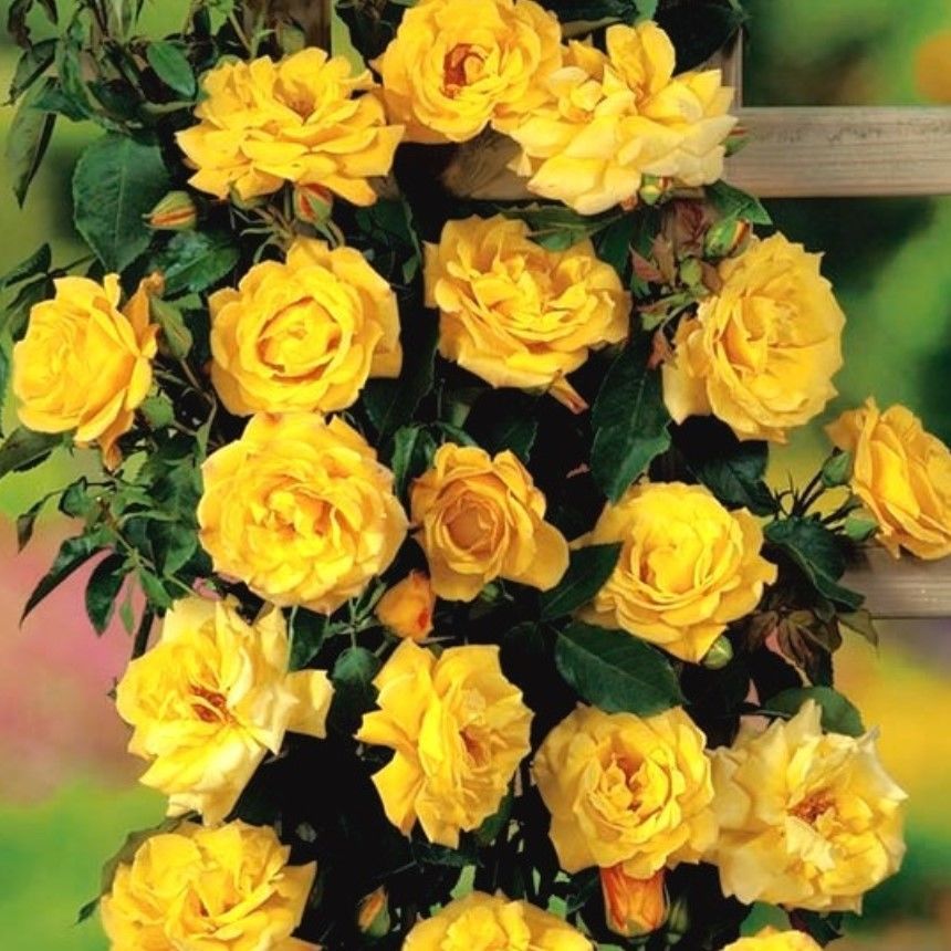 Tüplü Yediveren Sarı Sarmaşık Gül Fidanı