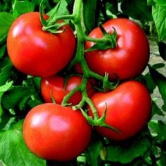 Doğal Ayaş Domatesi Fidesi (5 adet)